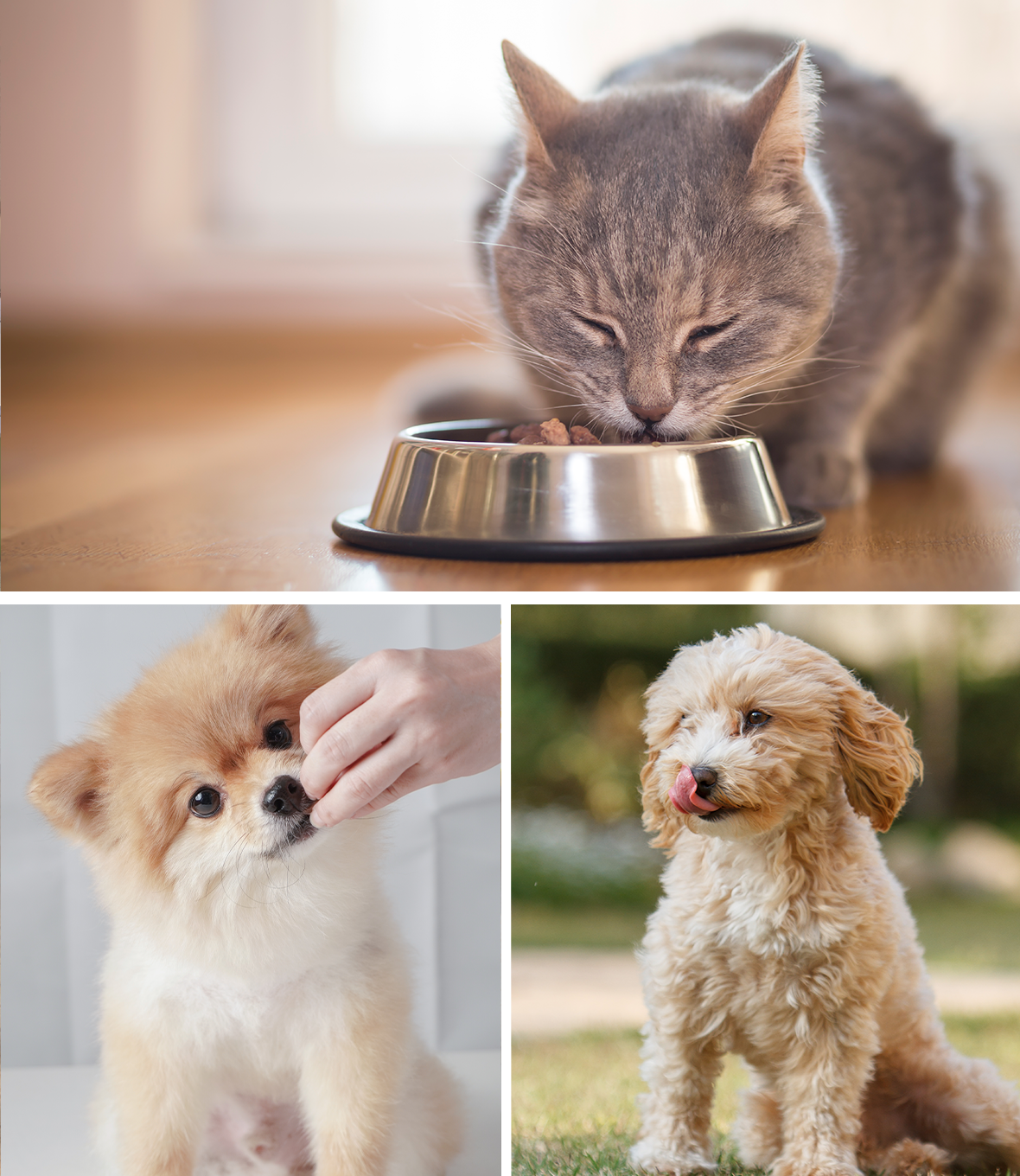 ���İ� ��� �԰� �ִ� �������� ������